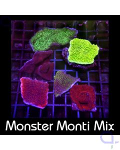 Monster - Montipora - Mix