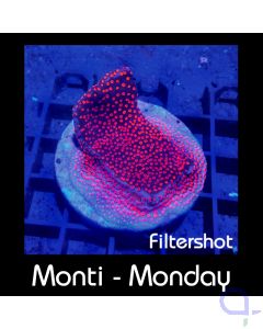 Montipora Superman Rot-Blau