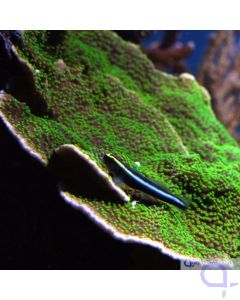 Montipora australiensis - Grün - Weiß