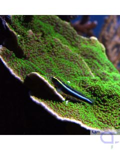 Montipora australiensis - Grün - Weiß