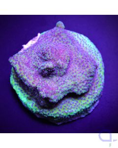 Montipora - Blueberry Pie