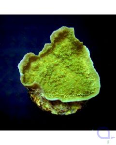 Montipora foliosa Grün