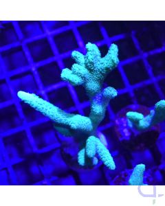 Montipora digitata Grün - Ableger 