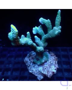 Montipora digitata - Silber Blau #54