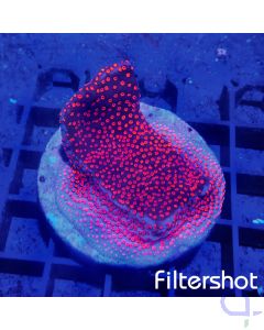 Montipora Superman Rot-Blau