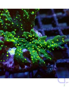 Montipora Star Wars - Detail