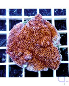 Montipora danae Orange