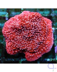 Montipora capricornis Rot