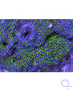 Montipora - Star Wars - Blue Green