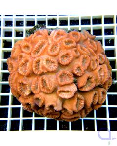 Barabattoia amicorum - Dipsastraea amicorum