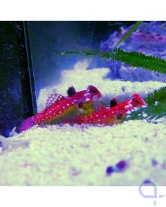 Synchiropus moyeri - Roter-Mandarinfisch 2