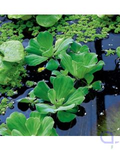 Muschelblume - Pistia stratiotes