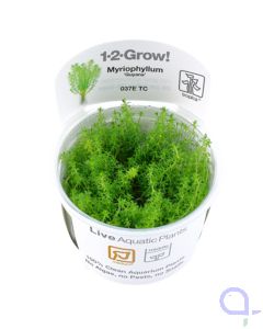 Myriophyllum Guyana - Grünes Tausendblatt - InVitro 1-2-Grow