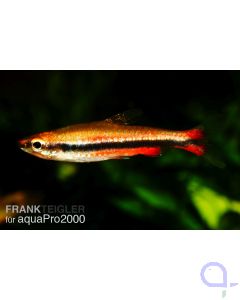 Roter Ziersalmler - Nannostomus beckfordi 