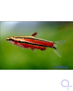 Purpur-Zwergziersalmler - Nannostomus rubrocaudatus