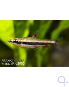 Dreibindenziersalmler - Nannostomus trifasciatus