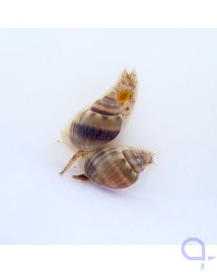 Nassarius graphiterus - Netzreusenschnecke