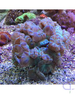 Nemenzophyllia turbida - Grün - LPS Koralle