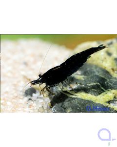 Neocaridina heteropoda “Black Sakura”