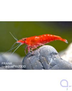 Red Fire Sakura Garnele - Neocaridina davidi Sakura 