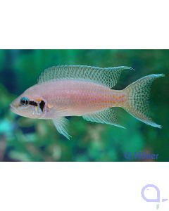 Feenbarsch - Neolamprologus pulcher (brichardi) - Prinzessin von Burundi 