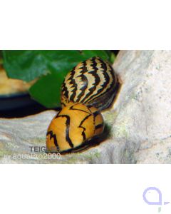 Zebra-Rennschnecke - Neritina natalensis