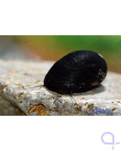 Helm-Schnecke - Neritina pulligera - Anthrazit-Napfschnecke