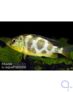 Giraffenbarsch - Pfauenmaulbrüter -  Nimbochromis venustus 