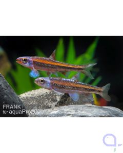 Regenbogenelritze - Notropis chrosomus