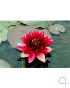 Seerose Nymphaea Perry Almost black - Dunkelrot