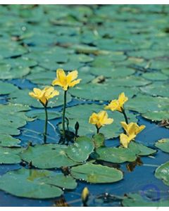 Nymphoides peltata - Seekanne - 11x11cm