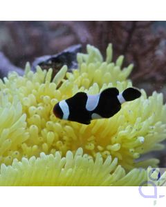 Amphiprion ocellaris black - Schwarzer Falscher Clown - Anemonenfisch