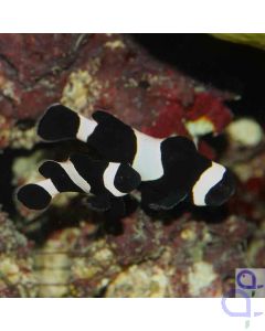 Paar Amphiprion ocellaris black - Schwarzer Falscher Clown