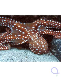 Callistoctopus macropus - Großer Krake - weißgefleckter Oktopus