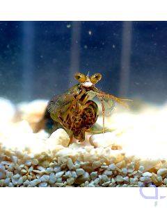 Odontodactylus sp. - Fangschreckenkrebs - Gesicht