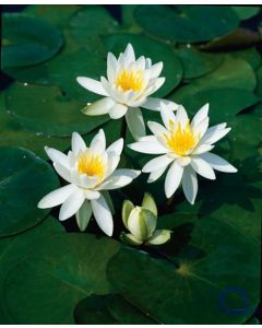 Duftende Seerose - Nymphaea odorata Alba