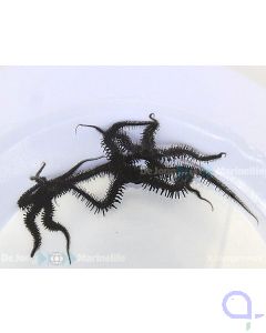 Ophiocoma sp - Schwarzer Schlangenstern 