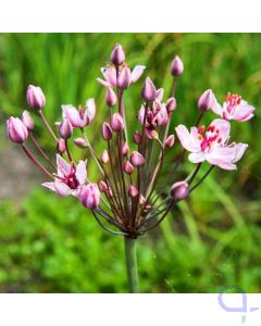 Butomus umballatus - Blumenbinse, rosa 