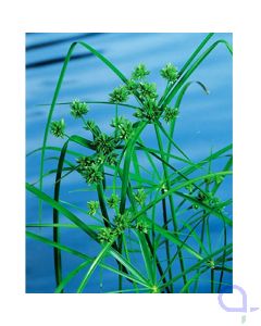 Cyperus alternifolius - Zypergras - Papyrus Pflanze