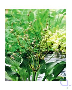 Alisma parviflora - Rundblättriger Froschlöffel 