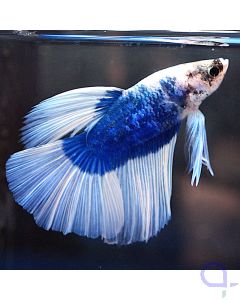 Kampffisch Halfmoon - Blue Body- Betta splendens *23