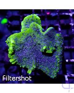 Montipora - Melonberry