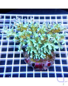 Acropora caroliniana grün  Kleinpolypige Steinkoralle