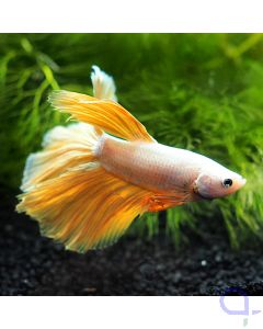 Kampffisch Halfmoon - Gold - Betta splendens