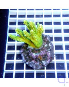 Acropora millepora grün SPS Koralle