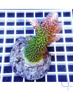 Acropora abrotanoides SPS