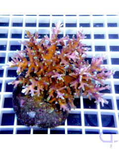 Acropora carduus