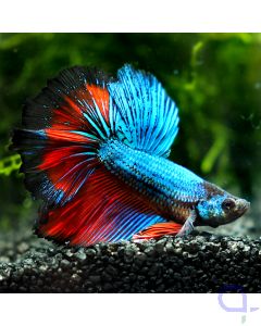 Kampffisch Halfmoon - Fire and Ice - Betta splendens *10