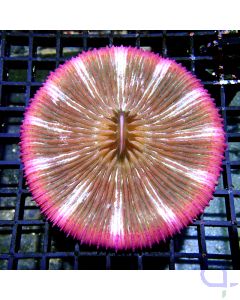 Fungia concinna - Pink XL #RG86