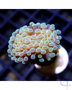Euphyllia paraancora - Pearl 